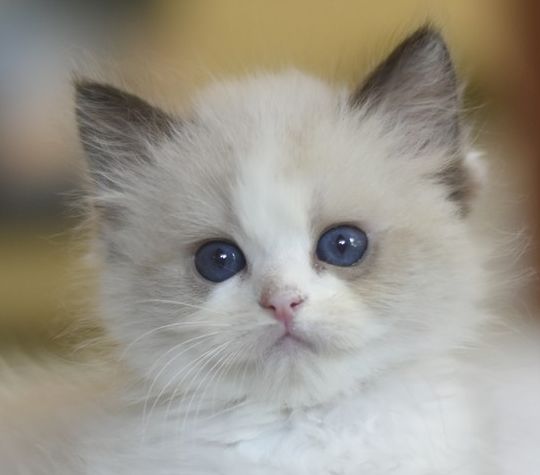 images/AvailableKittens/Arizona website.jpg